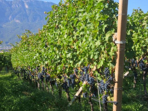 Heavily laden Red/Rosso/Rot Wine Grape Vines.